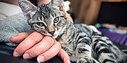 Xeno is registered to the contest to win money with this photo: abyssinian, animal, blanket, bodypart, cat, couch, egyptiancat, face, finger, furniture, hand, head, kitten, manx, ocelot, person, pet, photography, portrait, sleeping