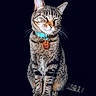 Xeno joined the competition — help win amazing prizes! animal, black_background, blue_collar, cat, closeup, collar, cute, domestic, ears, feline, fur, indoor, pet, portrait, sitting, striped, tabby, tag, tail, whiskers