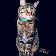 Xeno is registered to the contest to win money with this photo: animal, black_background, cat, closeup, collar, cute, domestic_animal, ears, feline, fur, indoor, isolated, looking, pet, portrait, sitting, striped, tabby_cat, tag, whiskers