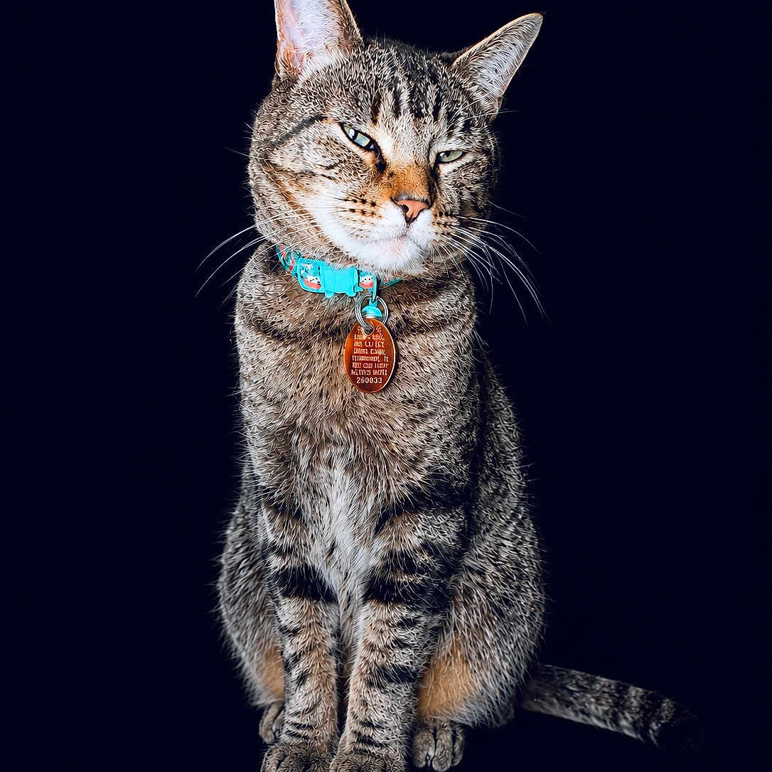 Xeno is registered to the contest to win money with this photo: animal, black_background, cat, closeup, collar, cute, domestic_animal, ears, feline, fur, indoor, isolated, looking, pet, portrait, sitting, striped, tabby_cat, tag, whiskers