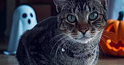 Xeno is registered to the contest to win money with this photo: animal, black, bokeh, cat, collar, cozy, cute, decoration, floor, ghost_decoration, green_eyes, halloween, holiday, indoors, jack_o_lantern, lights, orange, pet, tabby, whiskers