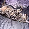 Xeno joined the competition — help win amazing prizes! animal, bed, blanket, cat, collar, cozy, cute, domestic_cat, feline, fur, indoor, mouth_open, paw, pet, playful, relaxed, sleeping_position, striped, tabby_cat, whiskers