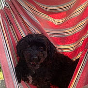 Oscar participe au concours pour gagner de l'argent avec cette photo : dog, black_dog, hammock, striped, colorful, feet, bare_feet, relaxation, sunlight, outdoor, pet, companion, comfort, resting, cozy, furry, small_dog, summer, leisure, home
