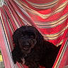 dog, black_dog, hammock, striped, colorful, feet, bare_feet, relaxation, sunlight, outdoor, pet, companion, comfort, resting, cozy, furry, small_dog, summer, leisure, home