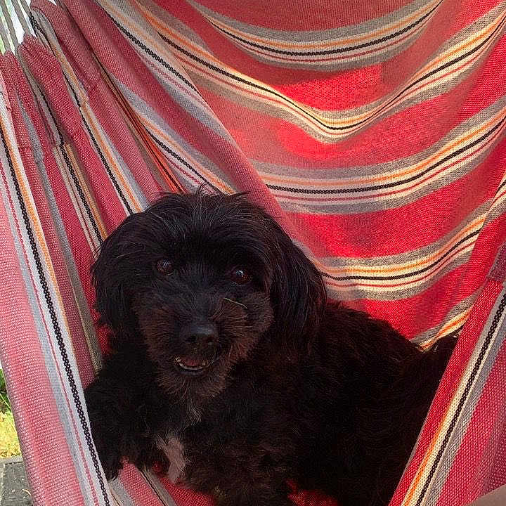 Oscar