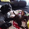 Jean participe au concours pour gagner de l'argent avec cette photo : dogs, two_dogs, pet, canine, small_dog, black_dog, brown_dog, white_chest, floppy_ears, pointed_ears, sitting, lying_down, couch, blanket, cozy, living_room, bookshelf, books, window, indoor