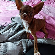 Jean a rejoint le concours — aidez-le/la à gagner de superbes lots ! dog, chihuahua, small_dog, puppy, brown_dog, white_chest, large_ears, big_eyes, standing, pet, bed, blanket, bedroom, indoors, portrait, animal, canine, short_hair, cute, funny_expression