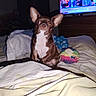 Jean participe au concours pour gagner de l'argent avec cette photo : dog, chihuahua, small_dog, pet, brown_and_white, large_ears, sitting, bed, bedroom, blanket, bedding, plush_toy, colorful_toy, television, indoor, portrait, flash_photography, looking_at_camera, cute, companion_animal