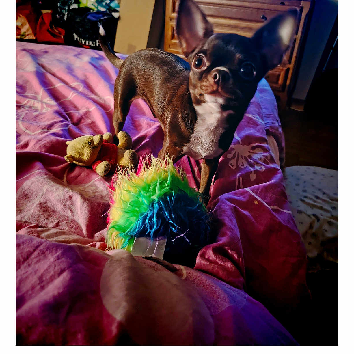 Jean participe au concours pour gagner de l'argent avec cette photo : dog, chihuahua, small_dog, pet, animal, portrait, wide_eyes, standing, bed, bedroom, blanket, stuffed_animal, dog_toy, rainbow_toy, television, dresser, indoor, home, colorful, photography