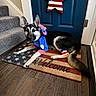 dog, german_shepherd, patriotic, costume, blue_door, welcome_mat, star_decoration, wood_floor, indoor, stairs, red_white_blue, holiday, pet, home, decor, floor_mat, animal, lying_down, festive, front_door