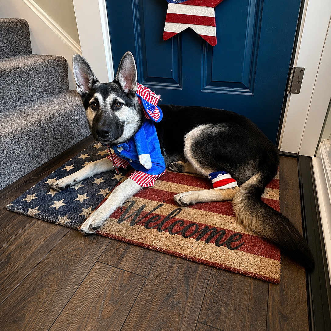Olympic is registered to the contest to win money with this photo: dog, german_shepherd, patriotic, costume, blue_door, welcome_mat, star_decoration, wood_floor, indoor, stairs, red_white_blue, holiday, pet, home, decor, floor_mat, animal, lying_down, festive, front_door