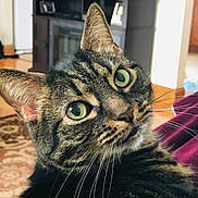 Buddy joined the competition — help win amazing prizes! cat, tabby_cat, green_eyes, close_up, whiskers, fur, indoor, living_room, furniture, cabinet, rug, curious, pet, animal, domestic_cat, portrait, face, focus, cozy, home