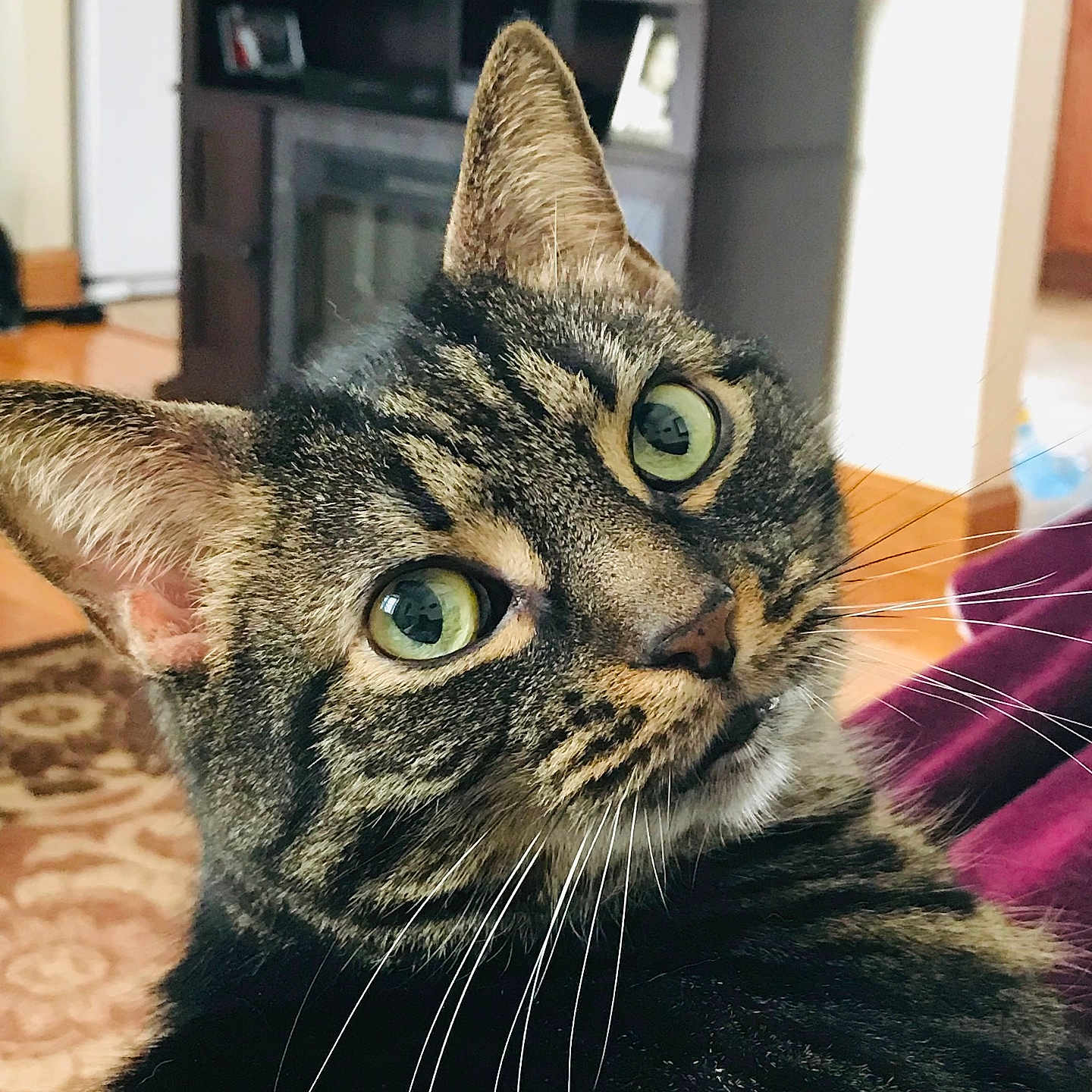 Buddy joined the competition — help win amazing prizes! animal, cabinet, cat, close_up, cozy, curious, domestic_cat, face, focus, fur, furniture, green_eyes, home, indoor, living_room, pet, portrait, rug, tabby_cat, whiskers