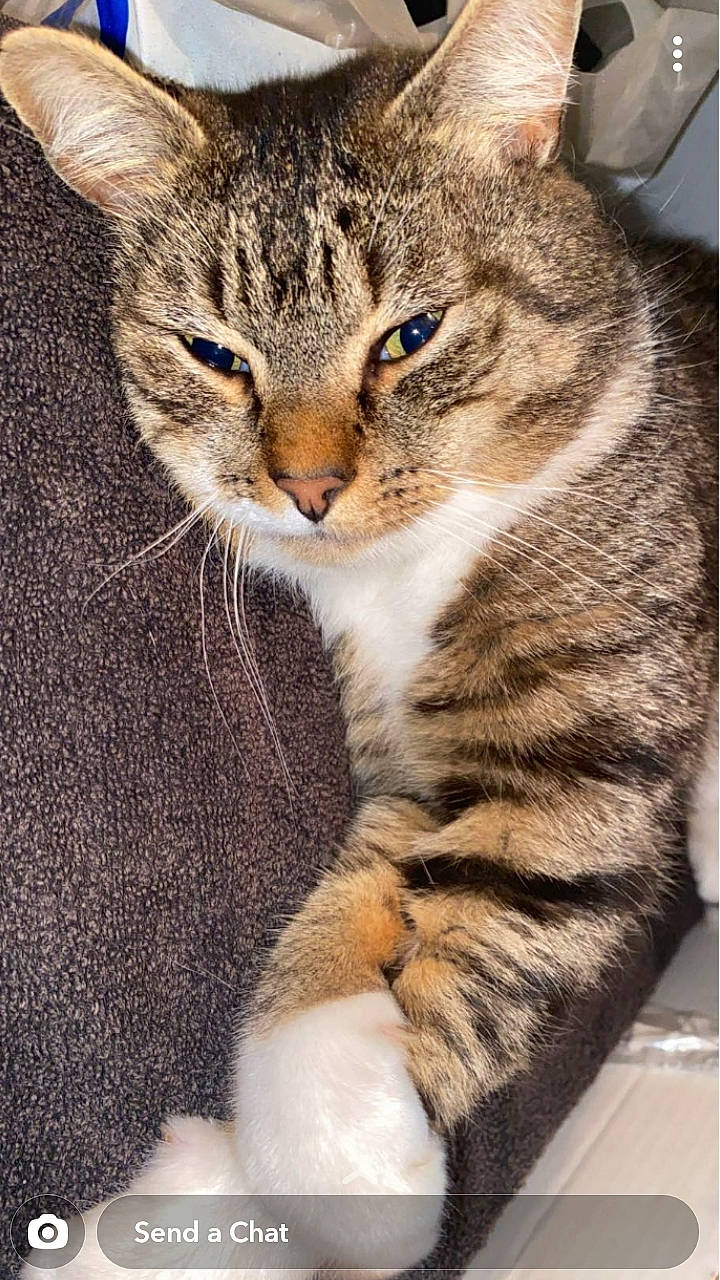 Smee is registered to the contest to win money with this photo: carnivore, cat, claw, comfort, domestic_short_haired_cat, felidae, fur, paw, sitting, small_to_medium_sized_cats, snout, tail, terrestrial_animal, whiskers, wildlife, window