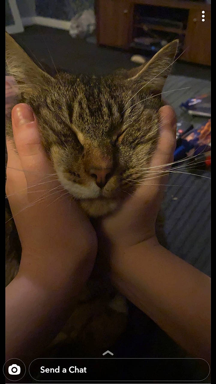 Smee is registered to the contest to win money with this photo: carnivore, cat, claw, comfort, domestic_short_haired_cat, ear, eyelash, felidae, flesh, fur, gesture, hair, nail, small_to_medium_sized_cats, snout, terrestrial_animal, whiskers