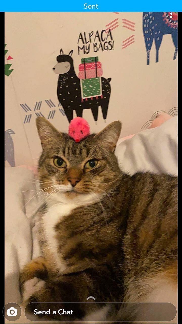 Smee joined the competition — help win amazing prizes! art, carnivore, cat, domestic_short_haired_cat, drawing, fawn, felidae, font, fur, illustration, linens, paper_product, pattern, photo_caption, rectangle, sleeve, small_to_medium_sized_cats, tail, visual_arts, whiskers