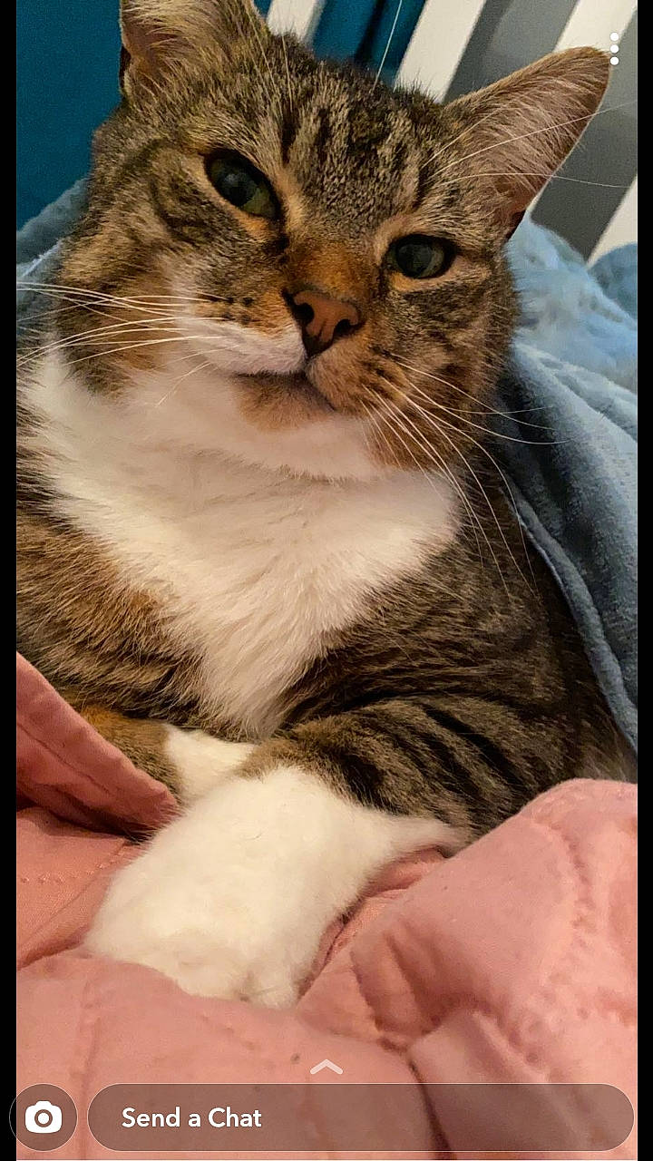 Smee joined the competition — help win amazing prizes! carnivore, cat, claw, comfort, domestic_short_haired_cat, felidae, fur, paw, photo_caption, rectangle, small_to_medium_sized_cats, snout, terrestrial_animal, whiskers, wildlife, window