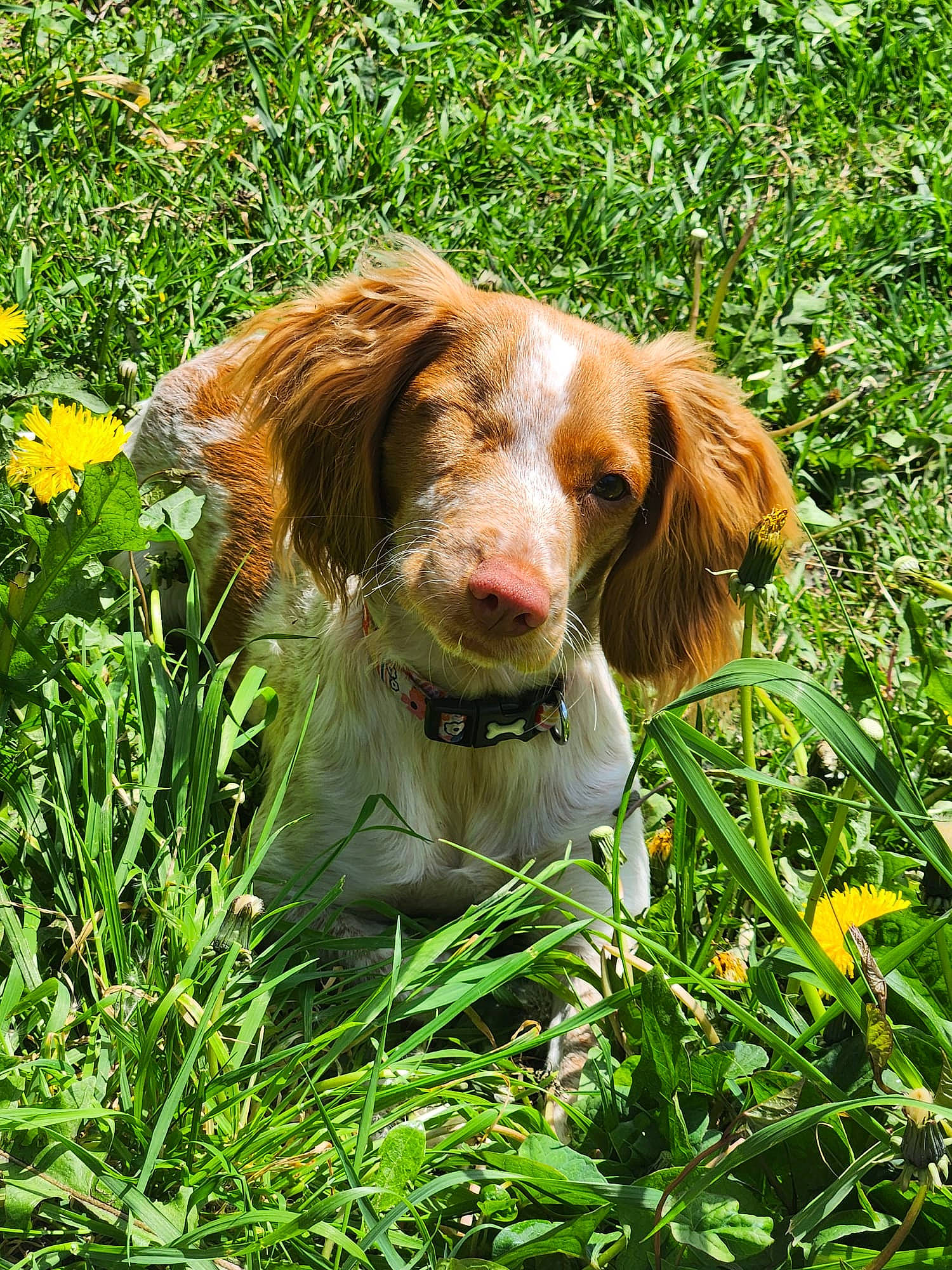 Ivy is registered to the contest to win money with this photo: canidae, carnivore, companion_dog, dog, dog_breed, fawn, flower, grass, gun_dog, herbaceous_plant, hunting_dog, liver, people_in_nature, plant, snout, spaniel, sporting_group, terrestrial_animal, terrestrial_plant