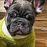 french_bulldog, puppy, dog, pet, indoor, wooden_floor, green_sweater, cute, small_dog, animal, ears, eyes, fur, looking, sitting, cozy, home, portrait, curious, young