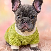 Adam is registered to the contest to win money with this photo: french_bulldog, puppy, dog, pet, green_sweater, fur, pink_background, cute, portrait, animal, ears, wrinkles, soft_texture, indoors, cozy, wide_eyes, small_dog, adorable, fluffy_surface, studio_photo