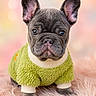 french_bulldog, puppy, dog, pet, green_sweater, fur, pink_background, cute, portrait, animal, ears, wrinkles, soft_texture, indoors, cozy, wide_eyes, small_dog, adorable, fluffy_surface, studio_photo