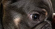 Adam joined the competition — help win amazing prizes! dog, french_bulldog, close_up, resting, paw, fur, pet, animal, cute, portrait, indoors, brown, black, snout, ears, nose, face, expression, relaxed, companion
