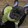 Adam joined the competition — help win amazing prizes! french_bulldog, puppy, dog, pet, green_sweater, clothing, curious, wooden_floor, indoor, small_dog, cute, ears_up, looking_up, companion, domestic_animal, animal, mammal, adorable, furry, young_dog