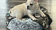 Elijah is registered to the contest to win money with this photo: dog, puppy, french_bulldog, pet_bed, blanket, paw_print, wooden_floor, indoor, resting, cute, small_dog, animal, canine, fur, ears, nose, relaxed, domestic_animal, soft, cozy
