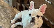 Elijah is registered to the contest to win money with this photo: animal, cabinet, canine, companion, cute, dog, domestic, ears, floor, french_bulldog, home, indoor, kitchen, looking_up, pet, puppy, relaxed, white_coat, wooden_floor, young_dog
