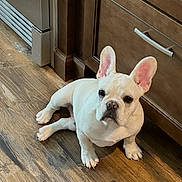 Elijah is registered to the contest to win money with this photo: dog, french_bulldog, puppy, indoor, wooden_floor, kitchen_cabinet, pet, canine, white_dog, ears, flooring, domestic_animal, young_dog, animal, looking_up, curious, companion, house, fur, cute