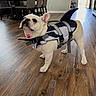 Elijah is registered to the contest to win money with this photo: animal, canine, chair, costume, cute, dog, domestic_animal, floor, french_bulldog, furniture, home, indoor, living_room, pet, pet_costume, playful, shark_costume, standing, table, wooden_floor