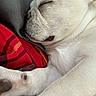 Elijah is registered to the contest to win money with this photo: dog, sleeping, white_dog, closeup, pet, cozy, blanket, nap, rest, fur, animal, domestic_animal, cute, relaxation, indoor, paw, snout, calm, peaceful, companion
