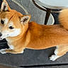 Ezra is registered to the contest to win money with this photo: animal, brown, canine, carpet, companion, cute, dog, domestic, ears, floor, friendly, fur, indoor, looking_up, pet, playful, shiba_inu, table, tail, white