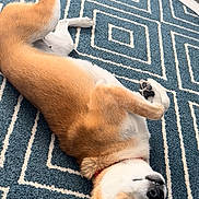 Ezra joined the competition — help win amazing prizes! dog, pet, lying_down, indoor, carpet, geometric_pattern, brown_fur, white_fur, relaxed, cute, playful, canine, floor, collar, animal, domestic, looking_up, ears, paw, home