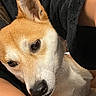 Ezra joined the competition — help win amazing prizes! dog, pet, close_up, brown, white, fur, animal, canine, cute, ears, snout, person, fleece, black_clothing, indoor, companion, resting, comfort, portrait, domestic