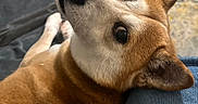 Ezra joined the competition — help win amazing prizes! dog, shiba_inu, pet, indoor, resting, looking_up, brown_fur, white_fur, ears, nose, eyes, person, knee, jeans, carpet, cozy, close_up, cute, animal, companion