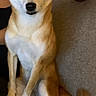 Ezra joined the competition — help win amazing prizes! dog, shiba_inu, pet, animal, indoor, person, couch, cup, spoon, seated, brown, white, fur, ears, tail, face, looking, human, casual, relaxed