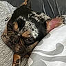 Eve joined the competition — help win amazing prizes! dog, french_bulldog, sleepy, close_up, pet, face, ear, paw, gray_fabric, pillow, pattern, resting, cute, indoor, animal, companion, snuggle, fur, portrait, relaxed