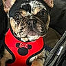 Eve joined the competition — help win amazing prizes! dog, french_bulldog, pet, red_harness, stroller, indoor, wooden_floor, ears_up, curious, animal, mammal, close_up, portrait, cute, companion, house_pet, leash, black_tan_coat, small_dog, seated