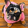 french_bulldog, puppy, dog, pink_sweater, pet, indoor, wooden_floor, cute, adorable, animal, small_dog, looking_up, ears_up, fur, young_dog, domestic_animal, companion, canine, portrait, pet_clothing