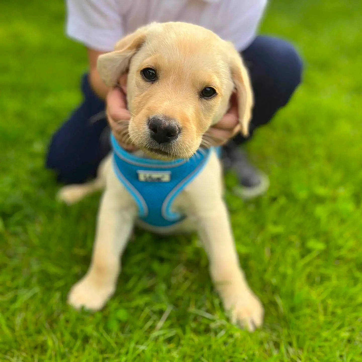 Merlin is registered to the contest to win money with this photo: carnivore, chair, child, companion_dog, dog, dog_breed, dog_clothes, dog_supply, fawn, grass, grassland, green, plant, snout, soccer_ball, sporting_group, tail, terrestrial_animal, toy, whiskers