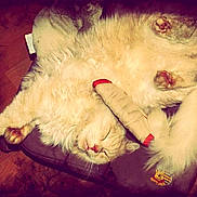 Gao participe au concours pour gagner de l'argent avec cette photo :