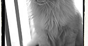 Gao participe au concours pour gagner de l'argent avec cette photo :