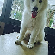 Olwen participe au concours pour gagner de l'argent avec cette photo : american_eskimo_dog, berger_blanc_suisse, canidae, carnivore, dog, dog_breed, german_spitz_mittel, indian_spitz, japanese_spitz, kintamani, mammal, non_sporting_group, rare_breed_dog, samoyed, vertebrate, white_shepherd, working_dog