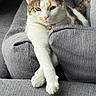 Lucy Lou is registered to the contest to win money with this photo: cat, calico, pet, animal, feline, couch, gray, fur, paws, relaxed, indoor, cozy, domestic, whiskers, ears, collar, resting, closeup, comfortable, cute
