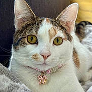 Lucy Lou is registered to the contest to win money with this photo: cat, close_up, pet, animal, feline, collar, bell, golden_eyes, white_fur, tabby, whiskers, cute, domestic_cat, relaxed, indoor, soft_blanket, portrait, face, ears, alert