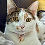 cat, close_up, pet, animal, feline, collar, bell, golden_eyes, white_fur, tabby, whiskers, cute, domestic_cat, relaxed, indoor, soft_blanket, portrait, face, ears, alert