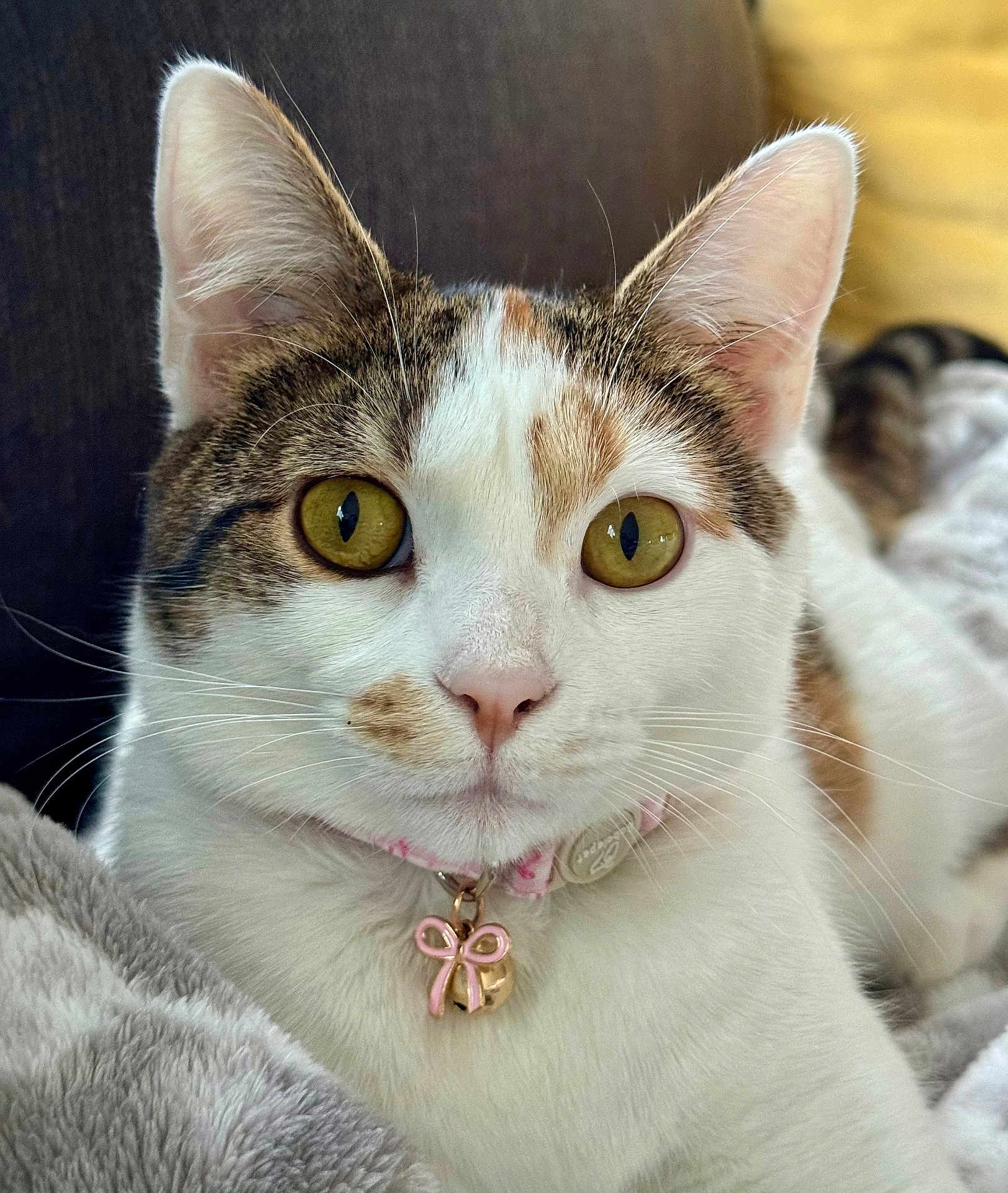 Lucy Lou is registered to the contest to win money with this photo: cat, close_up, pet, animal, feline, collar, bell, golden_eyes, white_fur, tabby, whiskers, cute, domestic_cat, relaxed, indoor, soft_blanket, portrait, face, ears, alert