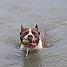 dog, bulldog, water, swimming, tennis_ball, outdoor, splash, wet, pet, animal, portrait, close_up, brown_and_white, face, ears, mouth, playful, sport, lake, ripples