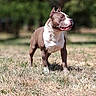 dog, american_bully, standing, outdoor, park, grass, lawn, animal, pet, canine, muscular, short_hair, brown_and_white, pointed_ears, open_mouth, tongue, sunlight, nature, portrait, alert